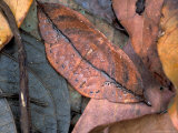 Camouflaged Moth Imitating Dead Leaf, Barro Colorado Island, Panama Fotografie-Druck von Christian Ziegler