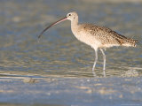 Long-Billed Curlew on North Beach at Fort De Soto Park, Florida, USA Photographie par Jerry & Marcy Monkman
