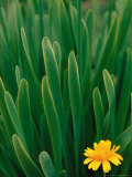 Flower Groundsel, Alaska, USA Photographic Print by Dee Ann Pederson