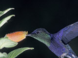 Hummingbird Drinking Nectar, Panama Fotografie-Druck von Christian Ziegler