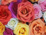 Pattern in Basket of Roses, Louisville, Kentucky, USA Fotografie-Druck von Adam Jones