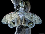 Warning Display of Peanut Head, Barro Colorado Island, Panama Photographic Print by Christian Ziegler