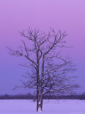 Two Trunked Tree at Sunrise, Chippewa County, Michigan, USA Photographie par Claudia Adams