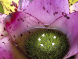 Bromeliad Bloom, Maui, Hawaii, USA Lámina fotográfica por Julie Eggers Bromeliad Bloom, Maui, Hawaii, USA Lámina fotográfica por Julie Eggers