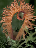 Red Fungus in Vulcano Baru, Parque National de Amistad, Chiriqui Province, Panama Fotografie-Druck von Christian Ziegler