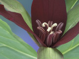 Purple Trillium, Port Huron, Michigan, USA Photographie par Claudia Adams