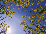 Mustard Flowers, Shaker Village of Pleasant Hill, Kentucky, USA Photographic Print by Adam Jones