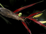 Heliconia and Stone Fly, Machu Picchu, Peru Lámina fotográfica por Andres Morya
