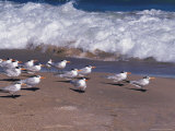 Cape Canaveral Royal Terns, Florida, USA Photographic Print by Dee Ann Pederson
