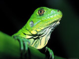 Christian Ziegler - Green Iguana, Borro Colorado Island, Panama - Fotografik Baskı Christian Ziegler - Green Iguana, Borro Colorado Island, Panama - Fotografik Baskı