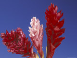 Ginger Trio and Blue Sky, Maui, Hawaii, USA Valokuvavedos tekijänä Darrell Gulin Ginger Trio and Blue Sky, Maui, Hawaii, USA Valokuvavedos tekijänä Darrell Gulin