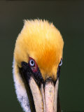 Male Brown Pelican in Breeding Plumage, Sanibel Island, Florida, USA Photographic Print by Charles Sleicher