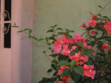 Detail of Bougenvilla in Bloom, Puerto Vallarta, Mexico Lámina fotográfica por John & Lisa Merrill Detail of Bougenvilla in Bloom, Puerto Vallarta, Mexico Lámina fotográfica por John & Lisa Merrill