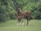 Arabian Mare and Colt, Oldham County, Kentucky, USA Photographic Print by Adam Jones