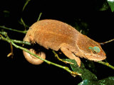 Malagasy Chameleon on Branch, Montagne d'Ambre National Park, Madagascar Photographic Print by Pete Oxford