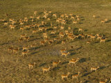 Impala, Okavango Delta, Botswana Photographic Print by Pete Oxford