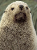 Antarctic Fur Seal, White Morph, South Georgia Island, Antarctica Photographic Print by Art Wolfe