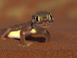 Art Wolfe - Web-footed Gecko, Namib National Park, Namibia Fotografická reprodukce Art Wolfe - Web-footed Gecko, Namib National Park, Namibia Fotografická reprodukce
