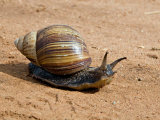 Giant African Land Snail, Tanzania Photographic Print by Charles Sleicher