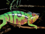 Chameleon, Ankarana Special Reserve, Madagascar Photographic Print by Pete Oxford