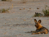 Wild Dog or Painted Wolf, Savuti Channel, Linyanti Region, Botswana Photographie par Pete Oxford
