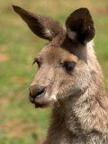 Grey Kangaroo, Australia Photographic Print by David Wall