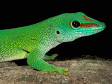 Day Gecko, Ankarana Special Reserve, Madagascar Photographic Print by Pete Oxford