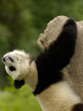 Giant Panda Baby, Wolong China Conservation and Research Center for the Giant Panda, China Photographic Print by Pete Oxford