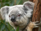 Koala, Australia Photographic Print by David Wall