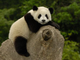 Giant Panda Baby, Wolong China Conservation and Research Center for the Giant Panda, China Photographic Print by Pete Oxford