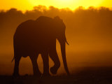 African Elephant at Sunset, Makalolo Plains, Hwange National Park, Zimbabwe Photographic Print by Pete Oxford