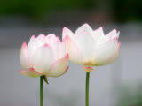 Flower, Kyoto, Japan Photographie par Shin Terada