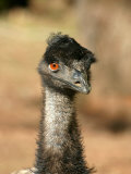 Emu, Australia Photographic Print by David Wall