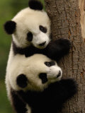 Giant Panda Babies, Wolong China Conservation and Research Center for the Giant Panda, China Photographic Print by Pete Oxford