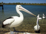 Australian Pelican, Australia Photographic Print by David Wall
