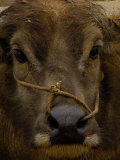 Water Buffalo in Hani Village, Yuanyang, Yunnan Province, China Photographic Print by Pete Oxford