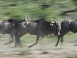 Wildebeest, Tanzania Photographic Print by Charles Sleicher