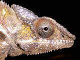 Chameleon, La Madraka Farm, Madagascar Photographic Print by Pete Oxford