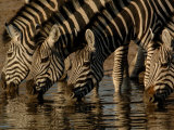 Burchell's Zebra, Mombo Area of Chief's Island, Okavango Delta, Botswana Photographic Print by Pete Oxford