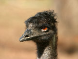 Emu, Australia Photographie par David Wall