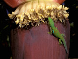Day Gecko, Ranamofana, Madagascar Photographic Print by Pete Oxford