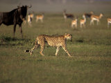 Cheetah, Masai Mara Game Reserve, Kenya Lámina fotográfica por Art Wolfe