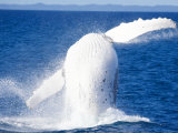 Humpback Whale Breaching, Hervey Bay, Queensland, Australia Photographic Print by David Wall