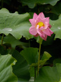 Lotus Lilies, Yunnan Province, China Photographic Print by Pete Oxford