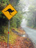 Road through Rainforest, Lamington National Park, Gold Coast Hinterland, Queensland, Australia Photographic Print by David Wall