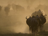 Wildebeest Migration, Tanzania Photographic Print by Charles Sleicher