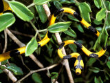 Snake, Western Desciduous Forests, Madagascar Photographic Print by Pete Oxford