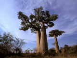 Baobab, Western Dry Forest, Morondava, Madagascar Fotografisk tryk af Pete Oxford Baobab, Western Dry Forest, Morondava, Madagascar Fotografisk tryk af Pete Oxford