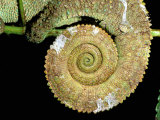 Chameleon Tail, Montagne d'Ambre National Park, Madagascar Photographic Print by Pete Oxford