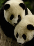 Giant Panda Family, Wolong China Conservation and Research Center for the Giant Panda, China Photographic Print by Pete Oxford